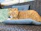 A sleek cat modeling a vibrant, handmade dress, lounging gracefully on a bright cushion.
