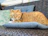 A stylish cat lounging on a soft cushion, dressed in a vibrant handmade outfit.