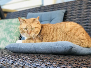 A stylish cat lounging comfortably on a vibrant cushion with a custom collar