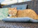 A stylish cat lounging on a soft cushion, dressed in a vibrant handmade outfit.