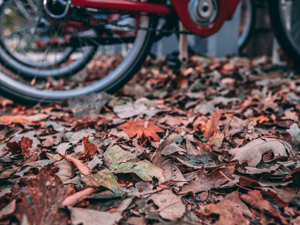 withered leaves on the ground