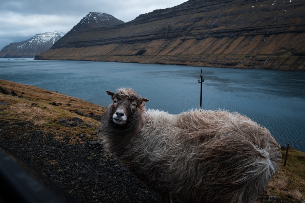 white cheep by a lake