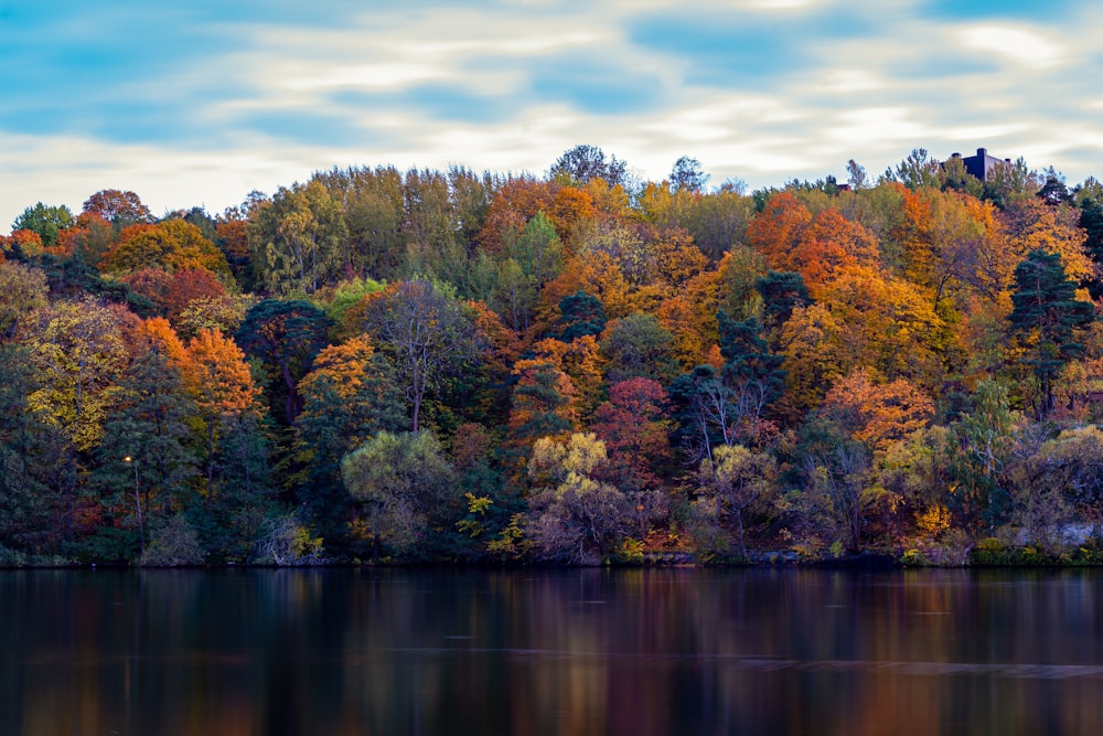 green and orange forest by a lake