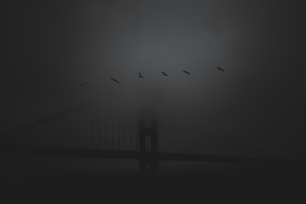 a flock of birds flying over a foggy bridge