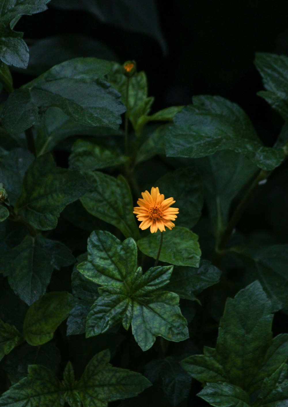 yellow flower