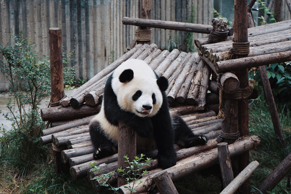 white and black Panda