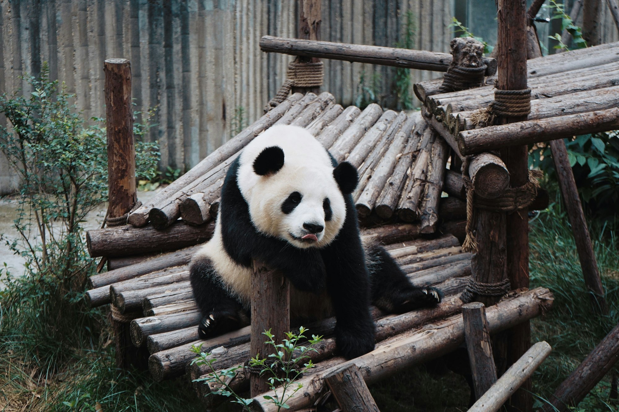 white and black Panda