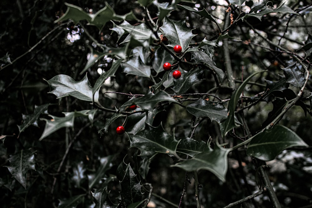 Pianta a foglia verde con bacche rosse rotonde