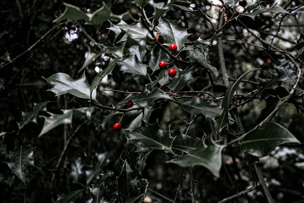 green-leafed plant with round red berries