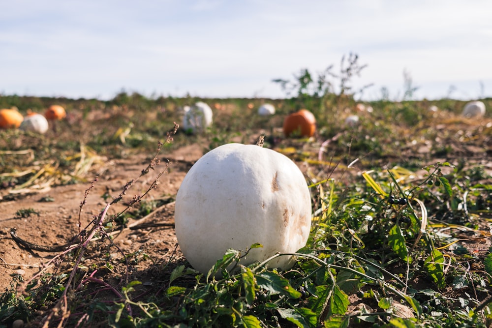 round white pumpkin on the field