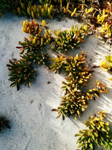 A group of researchers studying desert plants under the bright sun near Arad.