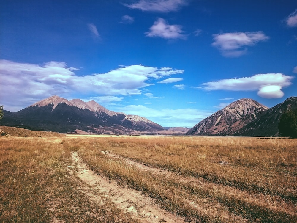 Campo de hierba marrón durante el día