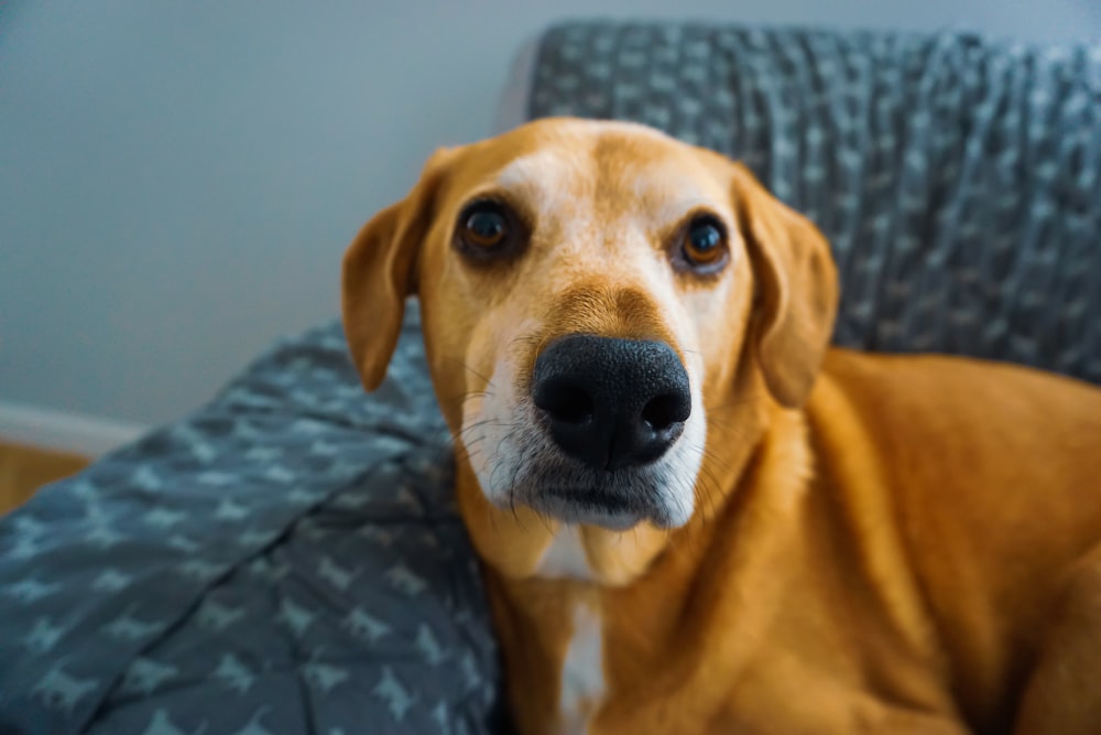 shallow focus photo of short-coated brown dog