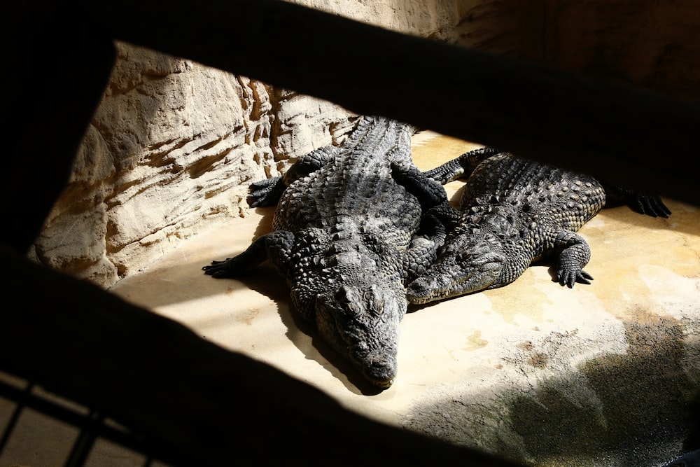 two crocodiles