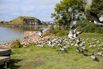 A scenic landscape with numerous geese gathered on the grassy shoreline of a calm body of water. Some geese are taking flight, adding dynamic motion to the scene. In the background, an island with a grassy mound and a building are visible. The horizon features some distant buildings under a partly cloudy sky, while trees frame the right side of the image.