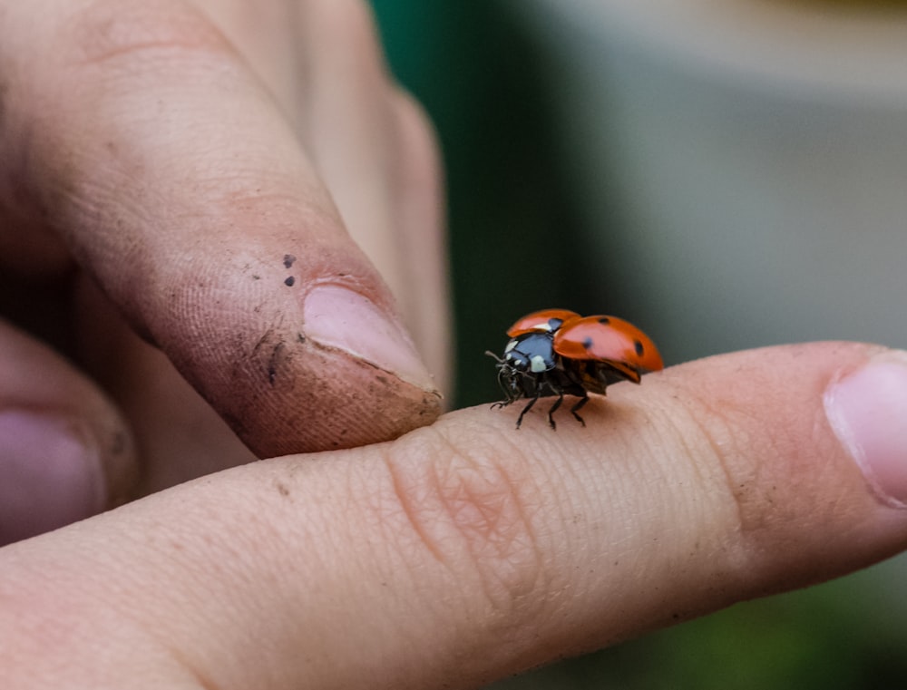 ladybug on finger