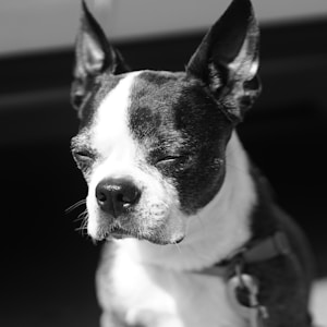 black and white dog