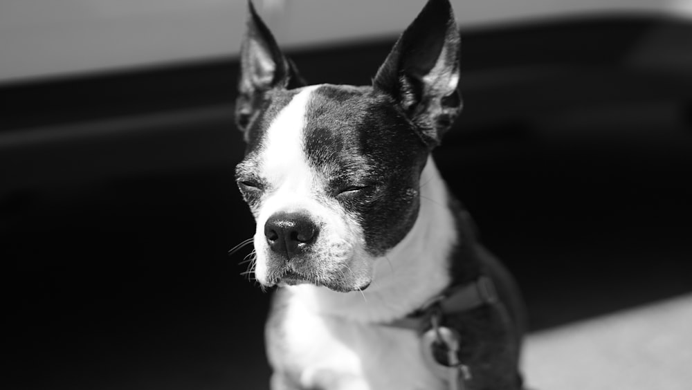 black and white dog