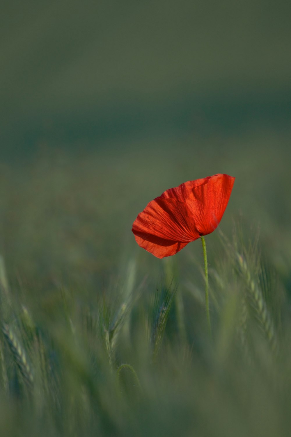 red flower