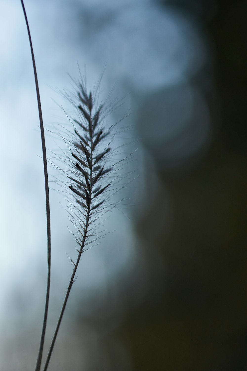 silhouette of a wheat plant