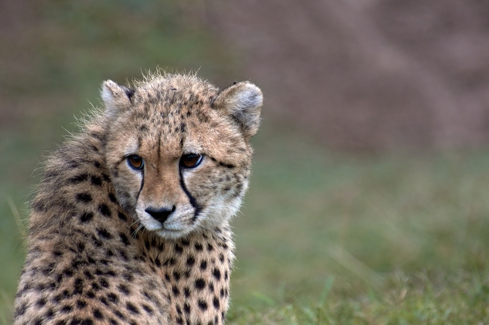 brown cheetah