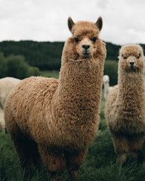 Two alpacas with thick, curly brown wool stand in a grassy field. The background features blurred greenery and a cloudy sky, suggesting a peaceful rural setting.