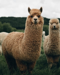Two alpacas with thick, curly brown wool stand in a grassy field. The background features blurred greenery and a cloudy sky, suggesting a peaceful rural setting.