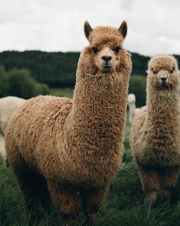 Two alpacas with thick, curly brown wool stand in a grassy field. The background features blurred greenery and a cloudy sky, suggesting a peaceful rural setting.