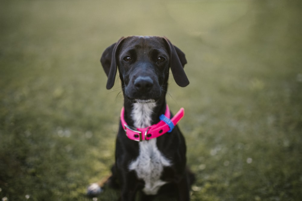 selective focus photography of black and white dog on green grass