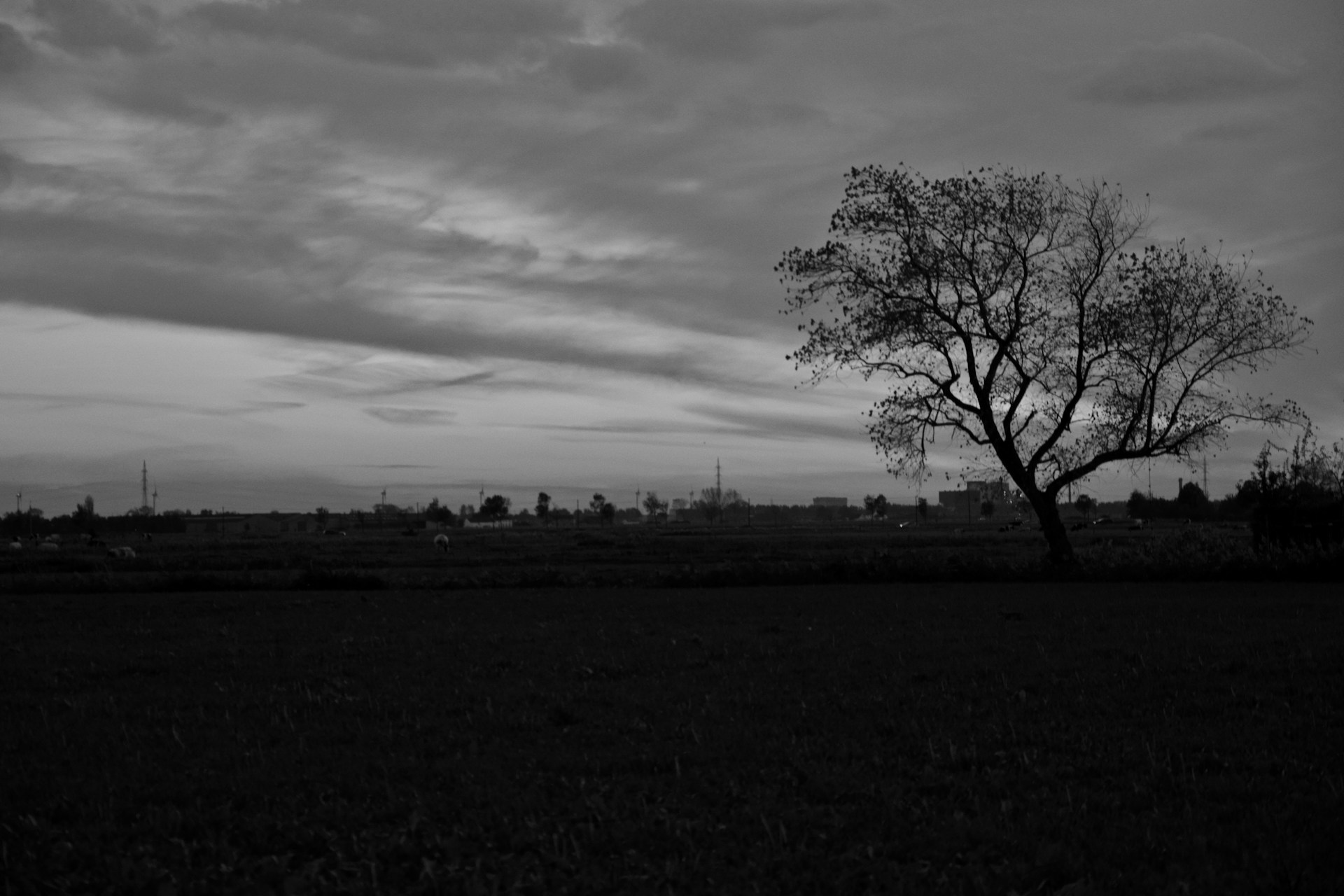 A minimalist black-and-white landscape showing a solitary tree against a vast, empty sky.