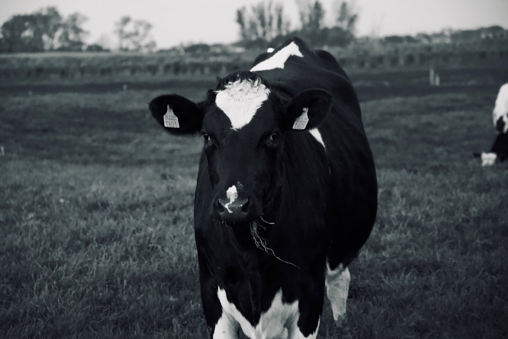 shallow focus photo of black and white cow