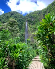 wooden pathway between trees leading to a waterfall