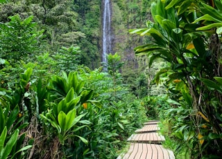 wooden pathway between trees leading to a waterfall