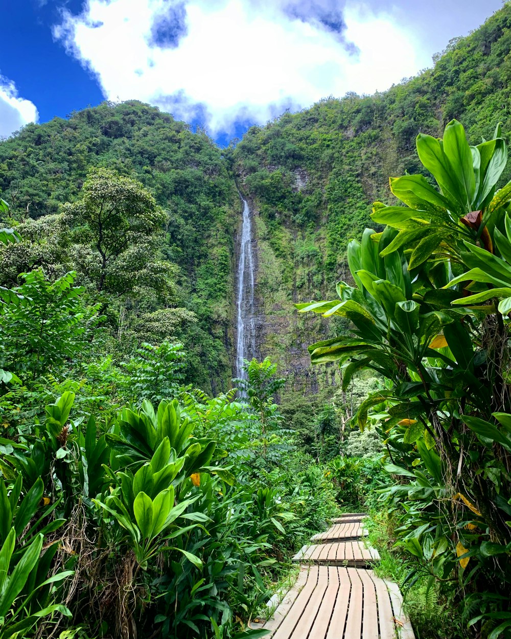 wooden pathway between trees leading to a waterfall