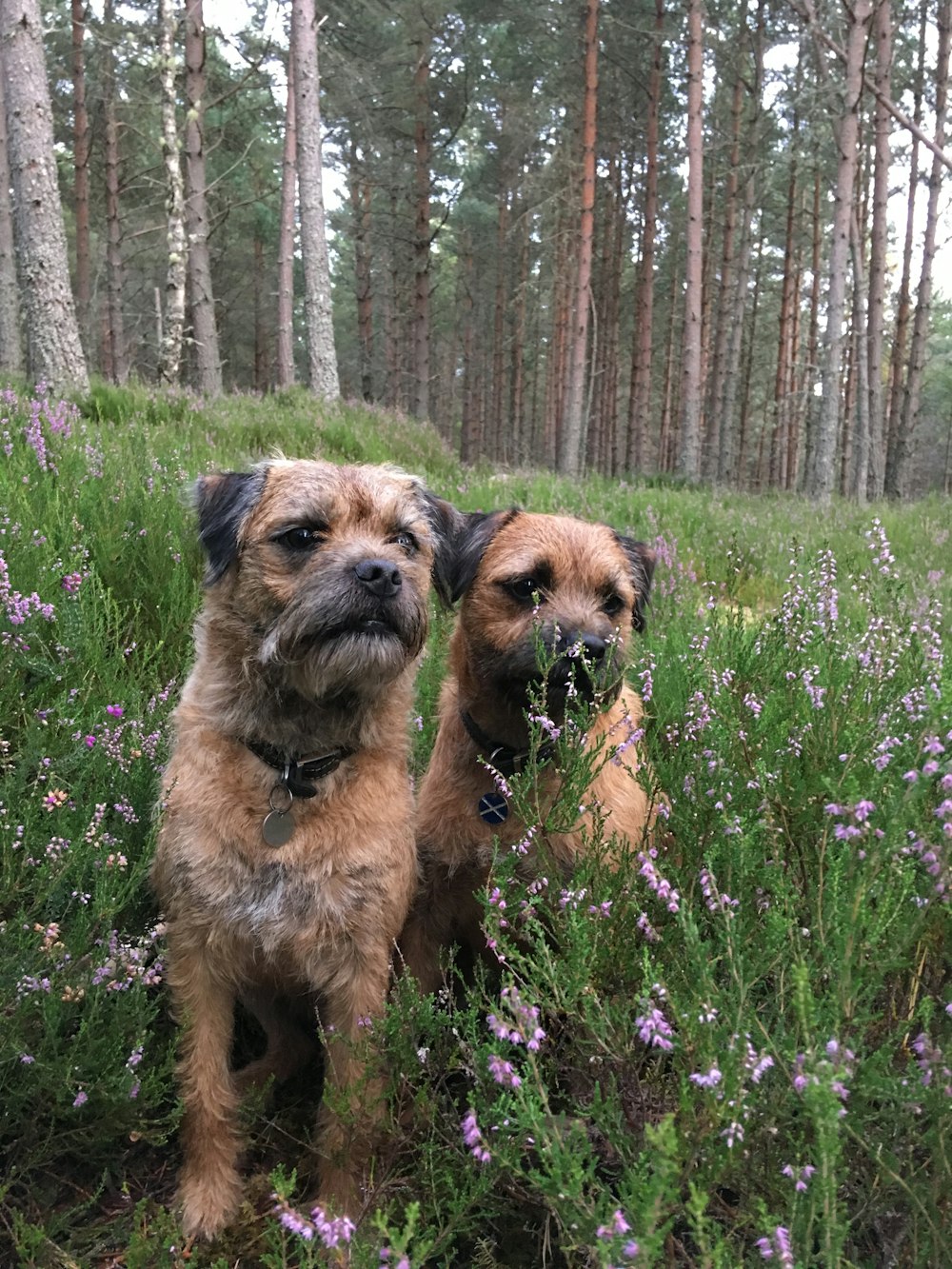 zwei braune langhaarige Hunde