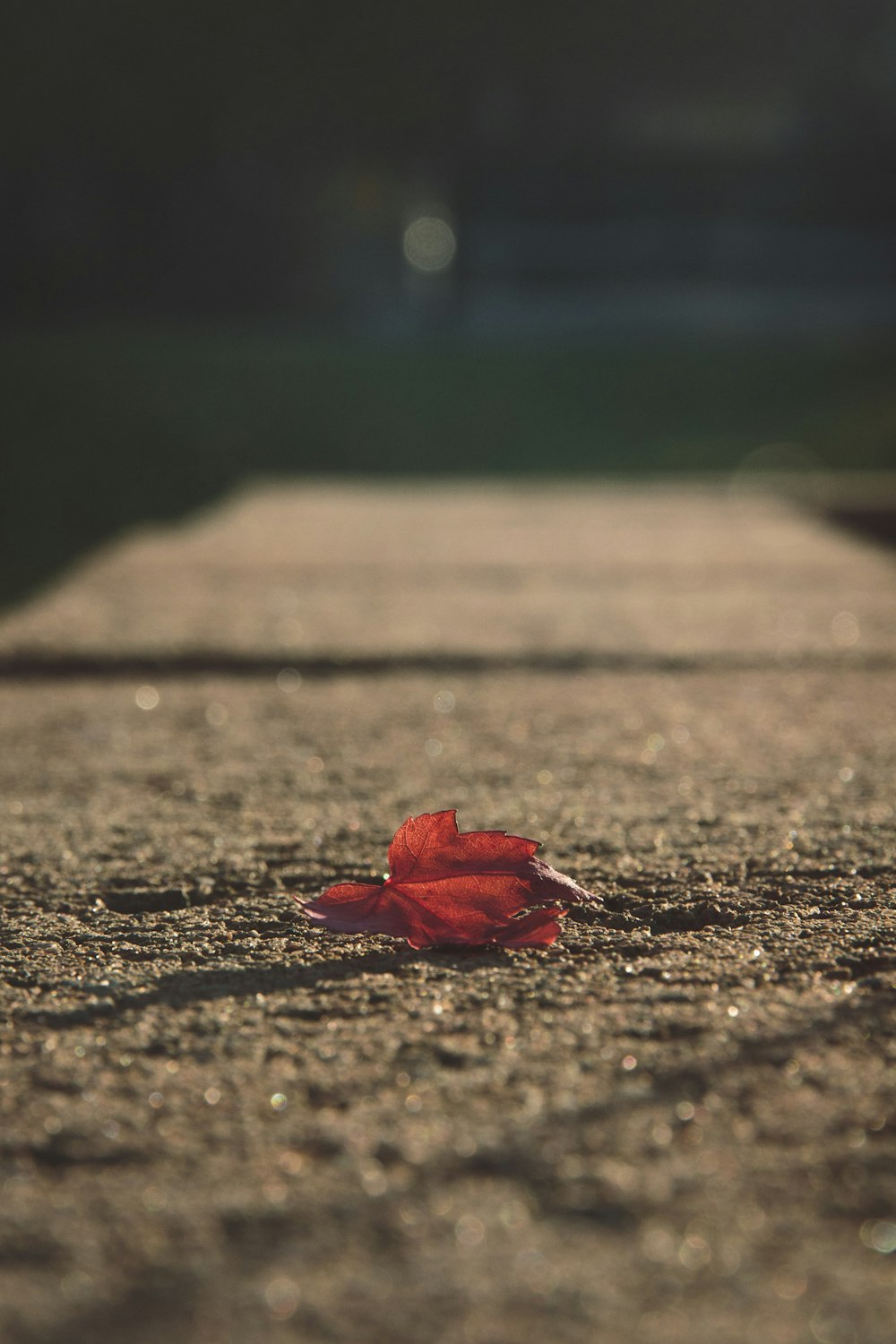 red petaled flower on pavement