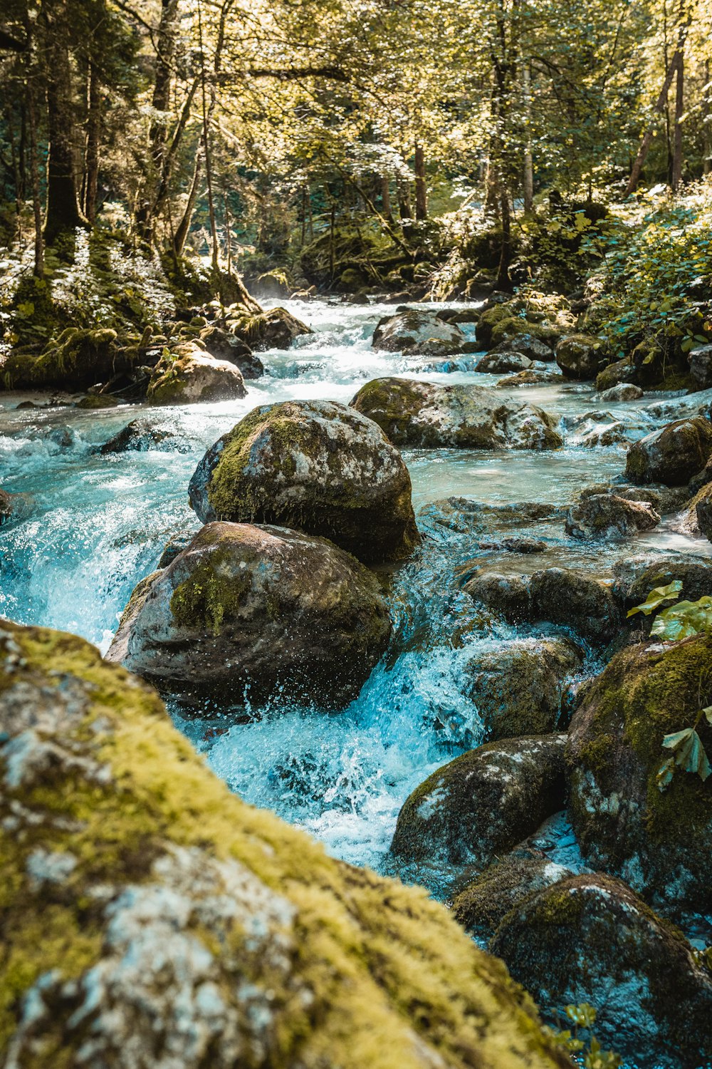 trees beside flowing body of water