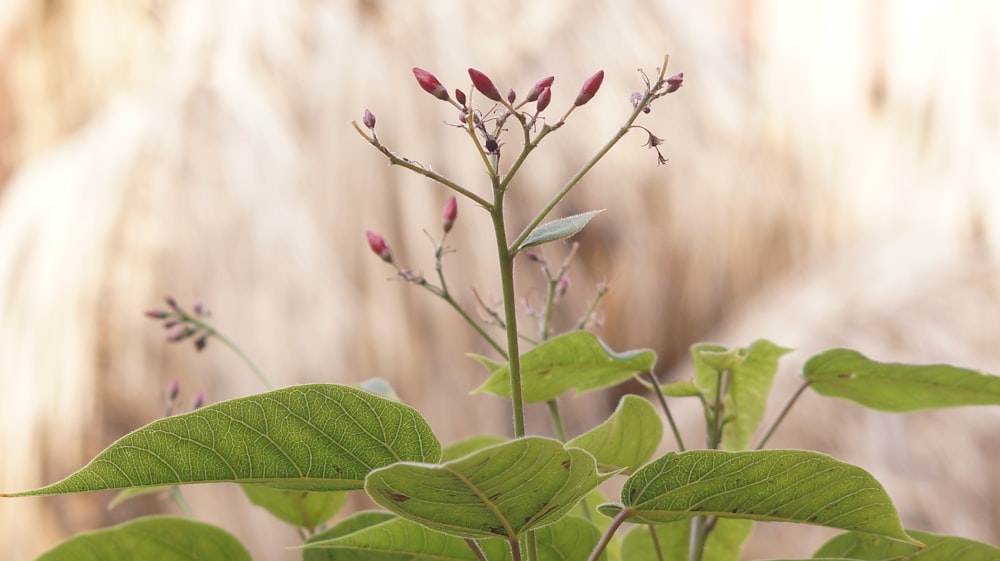 green-leafed plant