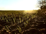 A vast field with rows of young, green seedlings sprouting from the soil stretches to the horizon. The golden light of the setting sun casts long shadows and highlights the vibrant colors of the plants. On the right, a line of bare trees stands silhouetted against the bright sky.