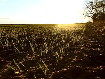 A vast field with rows of young, green seedlings sprouting from the soil stretches to the horizon. The golden light of the setting sun casts long shadows and highlights the vibrant colors of the plants. On the right, a line of bare trees stands silhouetted against the bright sky.