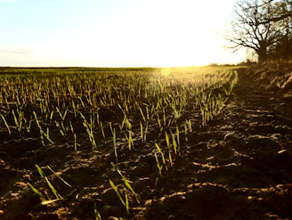 A vibrant field of young farmers planting seeds under a bright morning sun, wearing green and yellow gear.