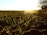 A vast field with rows of young, green seedlings sprouting from the soil stretches to the horizon. The golden light of the setting sun casts long shadows and highlights the vibrant colors of the plants. On the right, a line of bare trees stands silhouetted against the bright sky.