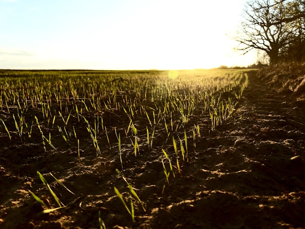Close-up of a Kohn seeder sowing seeds across a fertile field at sunrise.