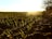 A vast field with rows of young, green seedlings sprouting from the soil stretches to the horizon. The golden light of the setting sun casts long shadows and highlights the vibrant colors of the plants. On the right, a line of bare trees stands silhouetted against the bright sky.
