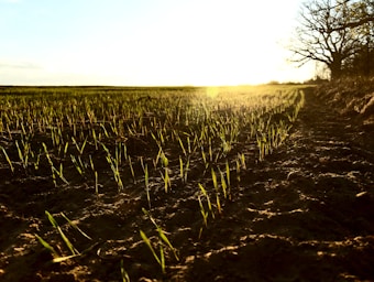 A vast field with rows of young, green seedlings sprouting from the soil stretches to the horizon. The golden light of the setting sun casts long shadows and highlights the vibrant colors of the plants. On the right, a line of bare trees stands silhouetted against the bright sky.