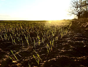 A vast field with rows of young, green seedlings sprouting from the soil stretches to the horizon. The golden light of the setting sun casts long shadows and highlights the vibrant colors of the plants. On the right, a line of bare trees stands silhouetted against the bright sky.