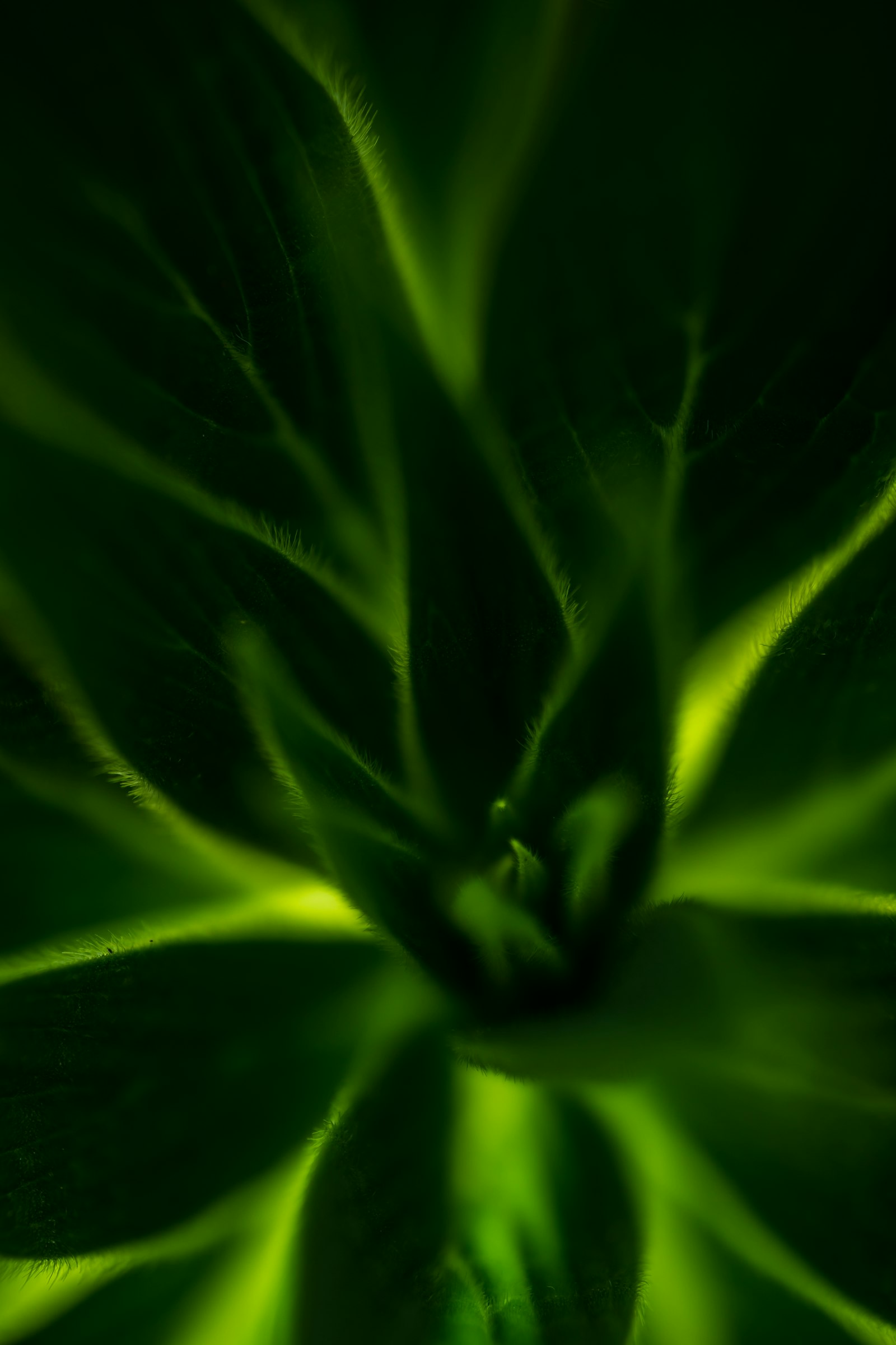 Canon 150mm sample photo. Green plant photography