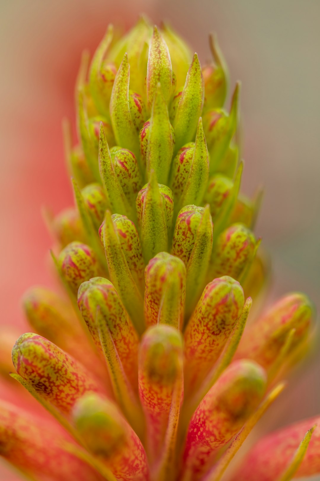 green and pink flower