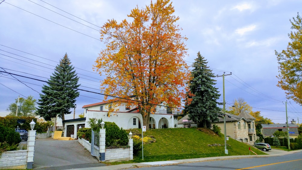 orange leafed tree