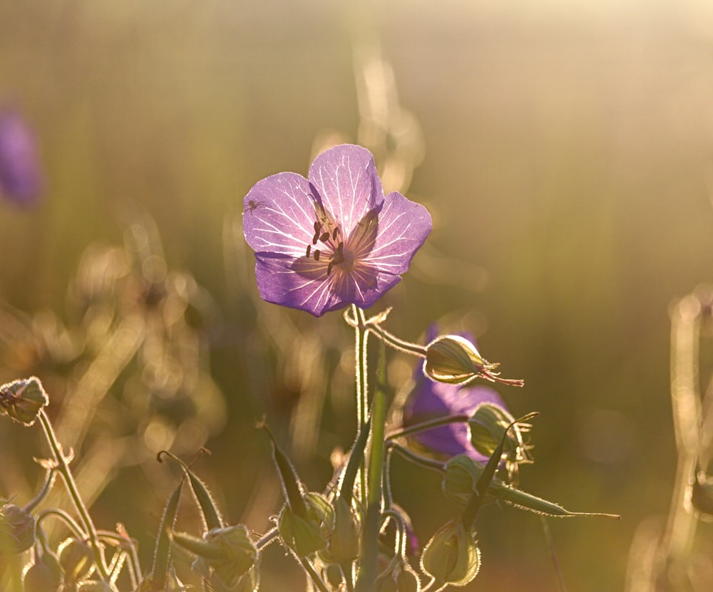 purple petaled flower